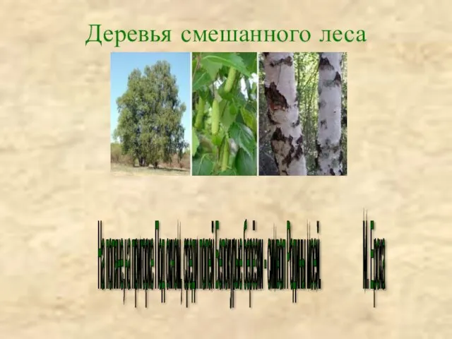 Деревья смешанного леса На поляне,на пригорке Под окном, среди полей Белокурые