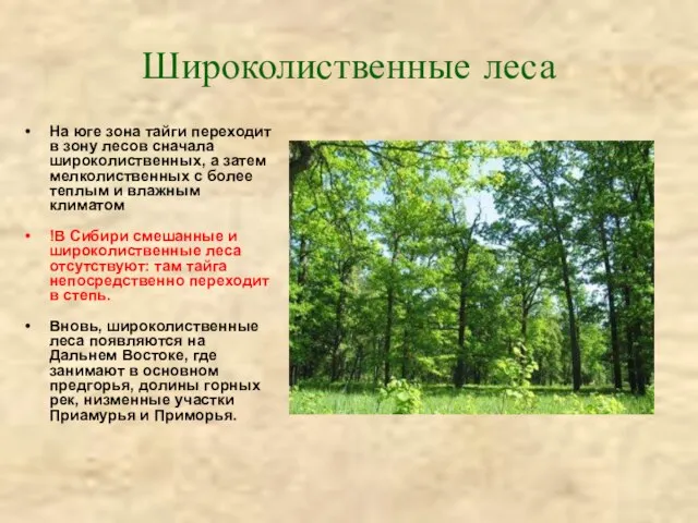 Широколиственные леса На юге зона тайги переходит в зону лесов сначала