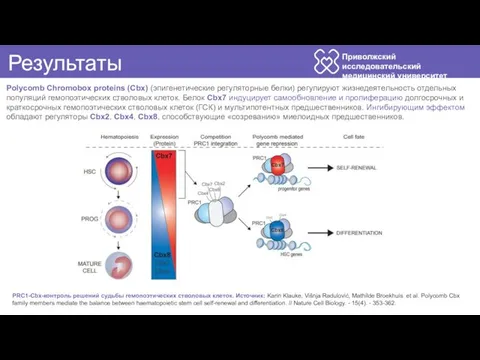 Приволжский исследовательский медицинский университет Результаты . PRC1-Cbx-контроль решений судьбы гемопоэтических стволовых