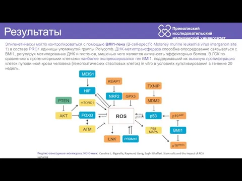 Приволжский исследовательский медицинский университет Результаты Эпигенетически могло контролироваться с помощью BMI1-гена