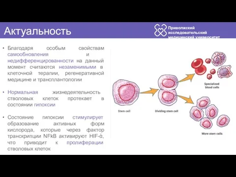 Приволжский исследовательский медицинский университет Актуальность Благодаря особым свойствам самообновления и недифференцированности