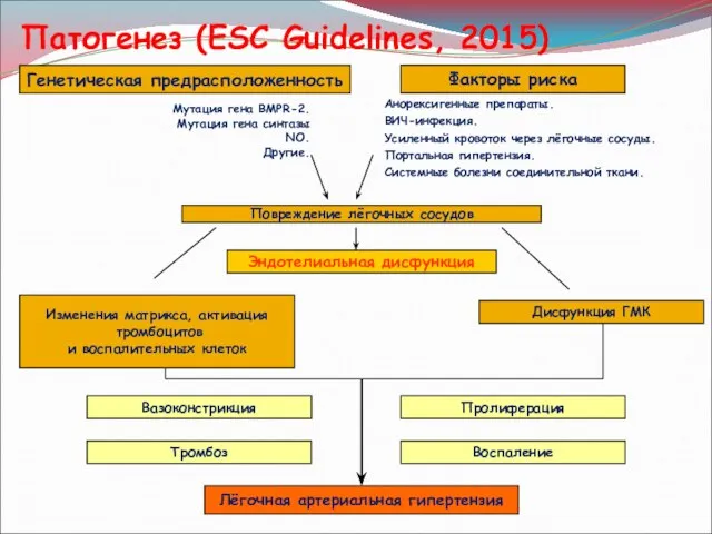 Патогенез (ESC Guidelines, 2015) Генетическая предрасположенность Факторы риска Повреждение лёгочных сосудов