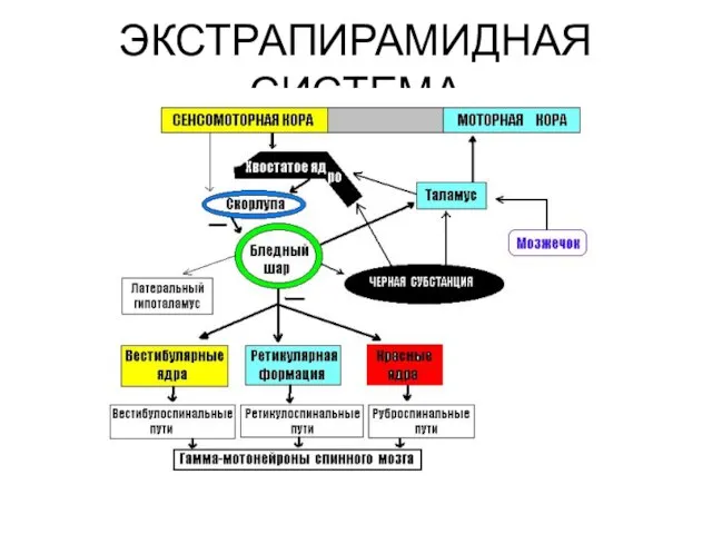 ЭКСТРАПИРАМИДНАЯ СИСТЕМА