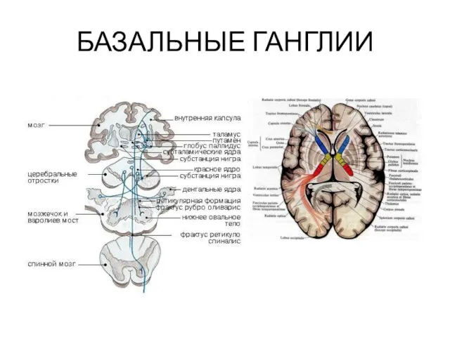 БАЗАЛЬНЫЕ ГАНГЛИИ