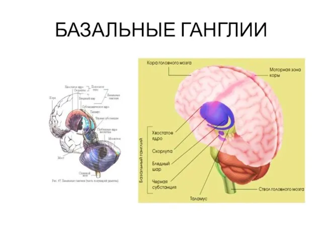 БАЗАЛЬНЫЕ ГАНГЛИИ