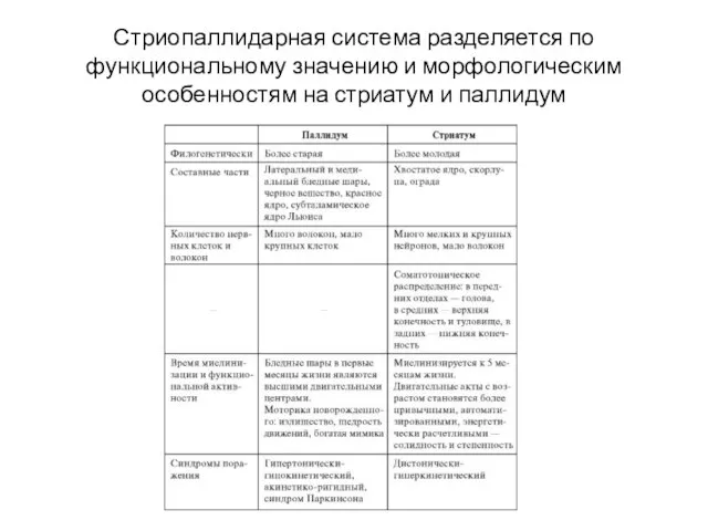 Стриопаллидарная система разделяется по функциональному значению и морфологическим особенностям на стриатум и паллидум