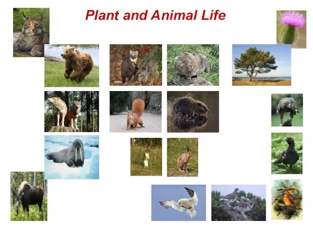 Plant and Animal Life