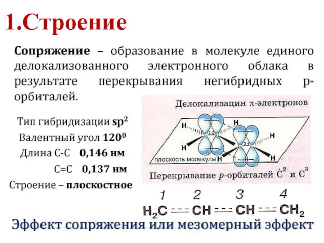 1.Строение