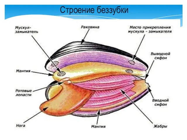 Строение беззубки