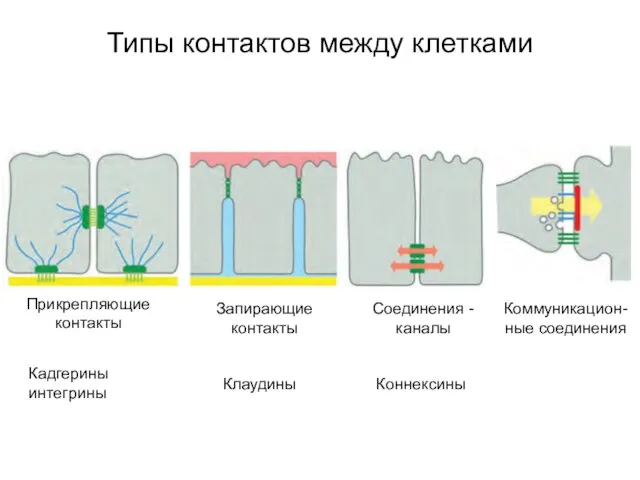 Типы контактов между клетками Прикрепляющие контакты Запирающие контакты Соединения - каналы