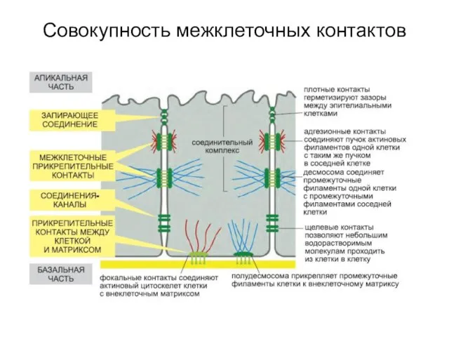 Совокупность межклеточных контактов