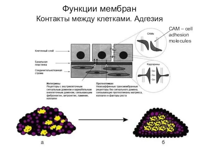 Функции мембран Контакты между клетками. Адгезия САМ – cell adhesion molecules