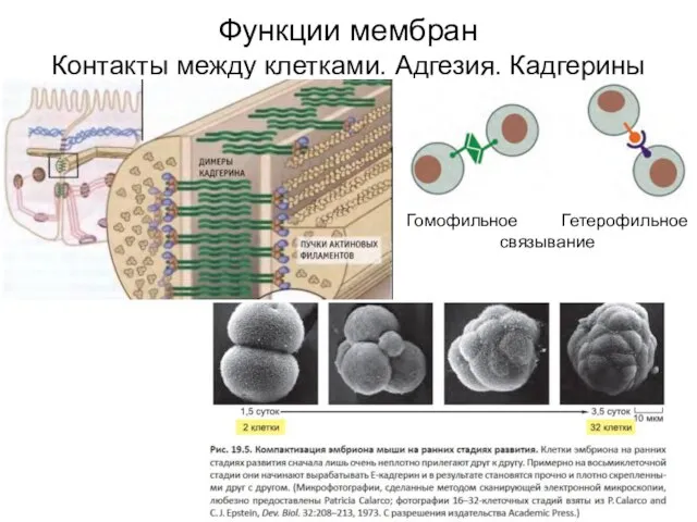 Функции мембран Контакты между клетками. Адгезия. Кадгерины Гомофильное Гетерофильное связывание