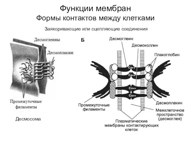 Функции мембран Формы контактов между клетками Заякоривающие или сцепляющие соединения Десмосома