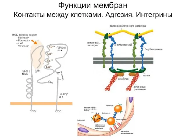 Функции мембран Контакты между клетками. Адгезия. Интегрины