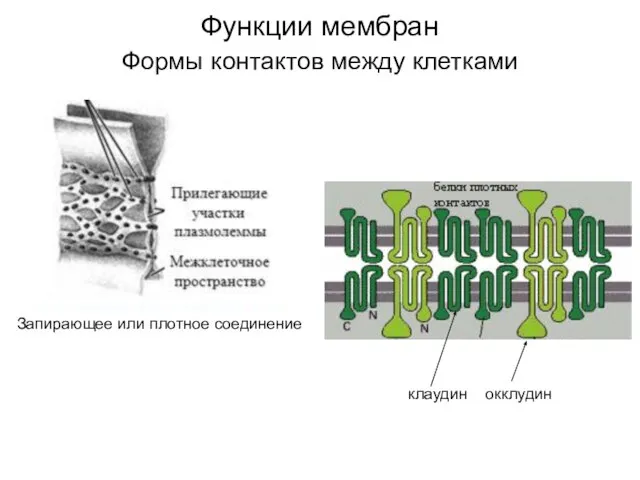 Функции мембран Формы контактов между клетками Запирающее или плотное соединение клаудин окклудин