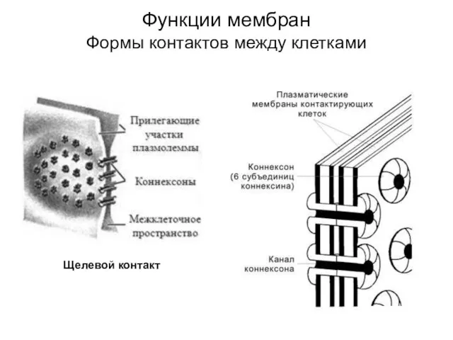 Функции мембран Формы контактов между клетками Щелевой контакт