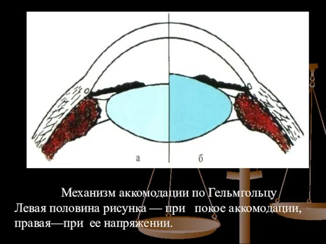 Механизм аккомодации по Гельмгольцу Левая половина рисунка — при покое аккомодации, правая—при ее напряжении.