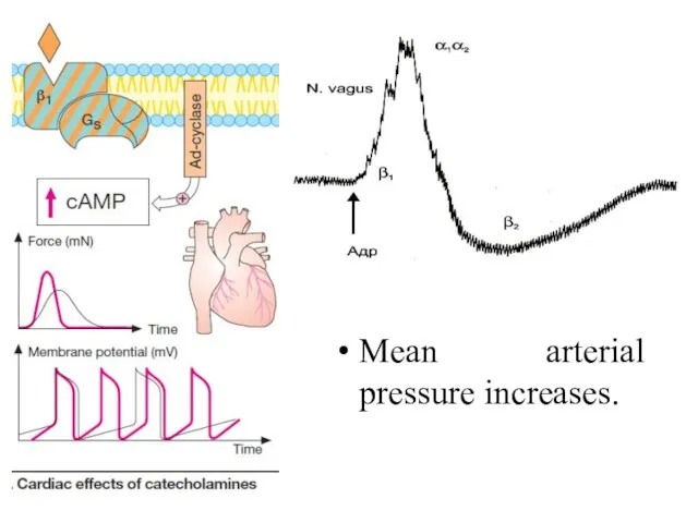 Mean arterial pressure increases.