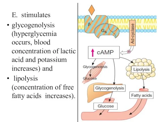 E. stimulates glycogenolysis (hyperglycemia occurs, blood concentration of lactic acid and