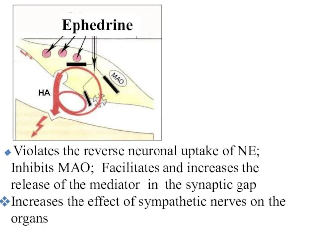 Violates the reverse neuronal uptake of NE; Inhibits MAO; Facilitates and