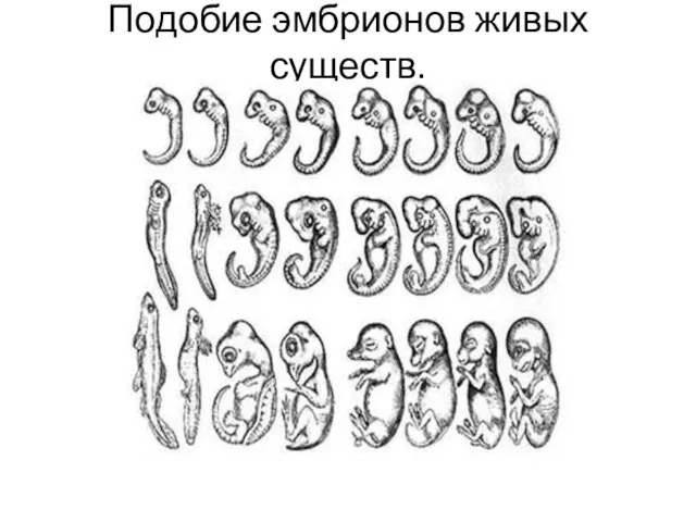 Подобие эмбрионов живых существ.