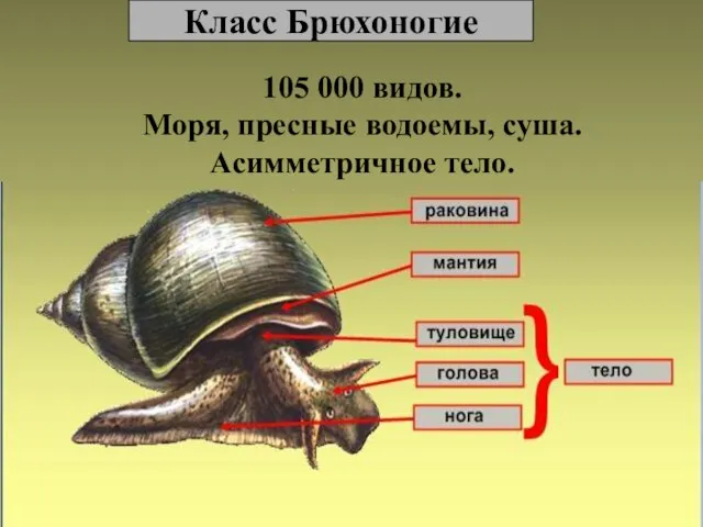 Класс Брюхоногие 105 000 видов. Моря, пресные водоемы, суша. Асимметричное тело.