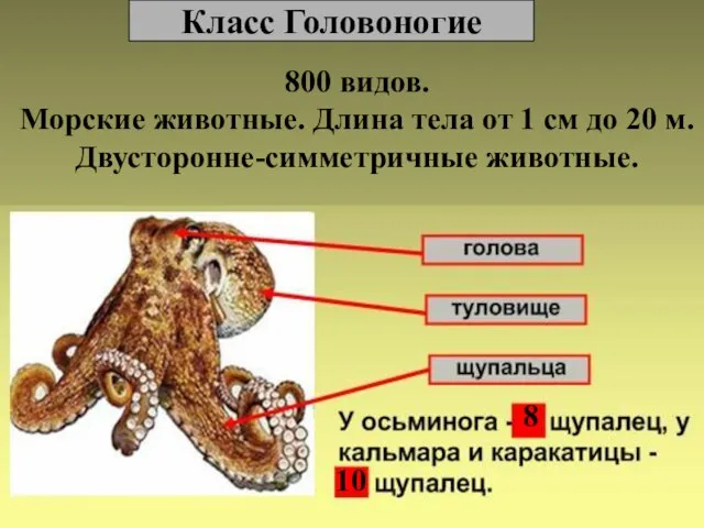 Класс Головоногие 800 видов. Морские животные. Длина тела от 1 см