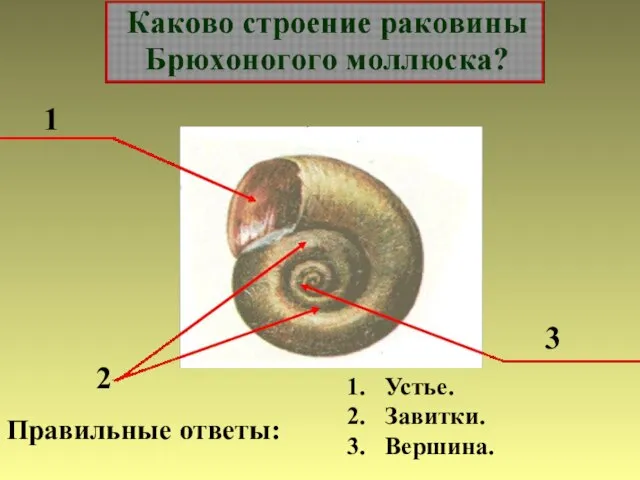 1 2 3 Правильные ответы: Устье. Завитки. Вершина.