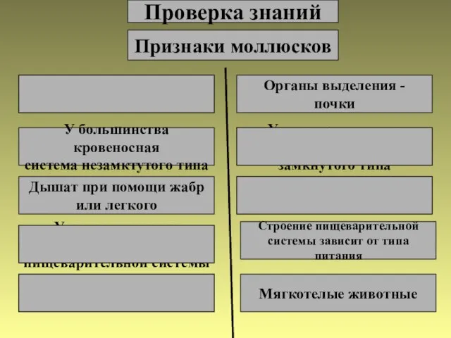 Проверка знаний Признаки моллюсков Органы выделения – метанефридии Органы выделения -