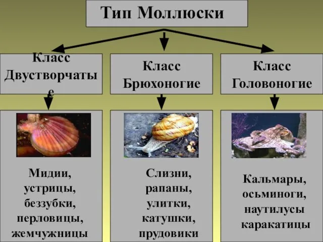 Тип Моллюски Класс Двустворчатые Класс Головоногие Класс Брюхоногие Мидии, устрицы, беззубки,