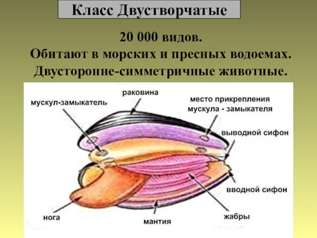 Класс Двустворчатые 20 000 видов. Обитают в морских и пресных водоемах. Двусторонне-симметричные животные.