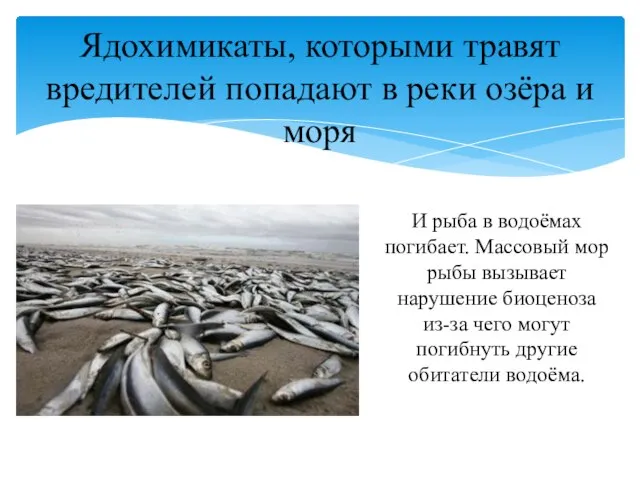 И рыба в водоёмах погибает. Массовый мор рыбы вызывает нарушение биоценоза