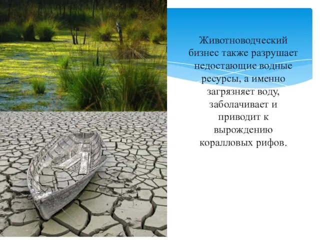 Животноводческий бизнес также разрушает недостающие водные ресурсы, а именно загрязняет воду,