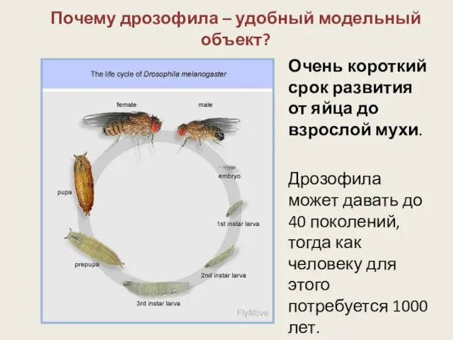 Почему дрозофила – удобный модельный объект? Очень короткий срок развития от