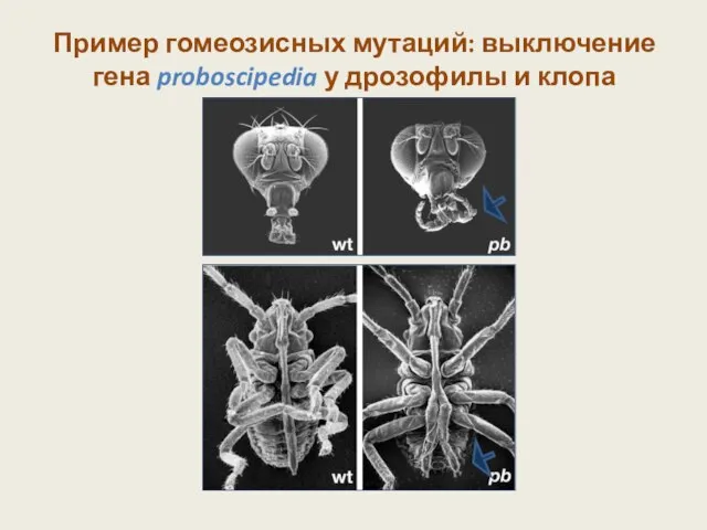 Пример гомеозисных мутаций: выключение гена proboscipedia у дрозофилы и клопа