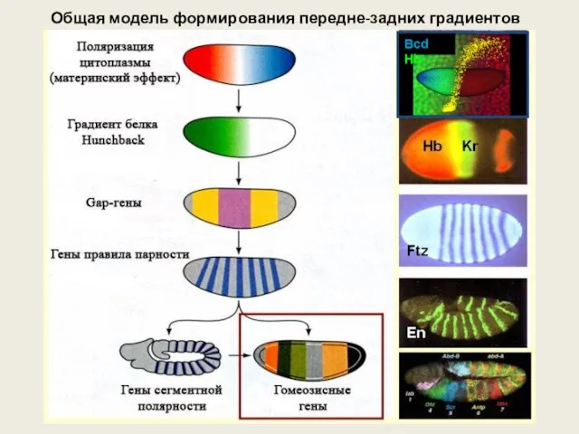 Общая модель формирования передне-задних градиентов Bcd Hb