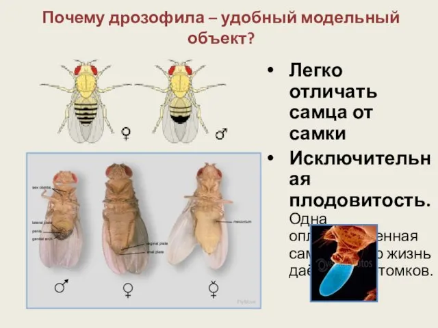 Почему дрозофила – удобный модельный объект? Легко отличать самца от самки