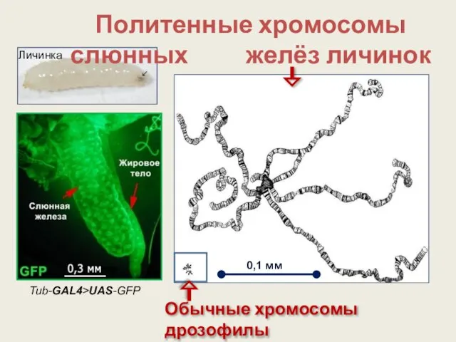 Политенные хромосомы слюнных желёз личинок Обычные хромосомы дрозофилы 0,1 мм Личинка Tub-GAL4>UAS-GFP