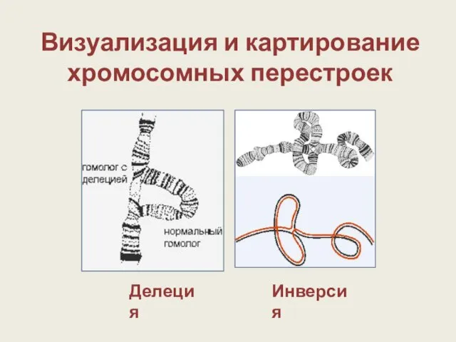 Визуализация и картирование хромосомных перестроек Делеция Инверсия