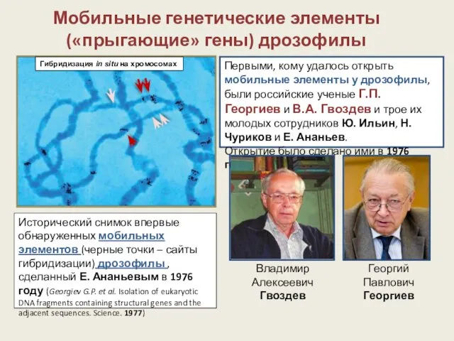 Мобильные генетические элементы («прыгающие» гены) дрозофилы Первыми, кому удалось открыть мобильные