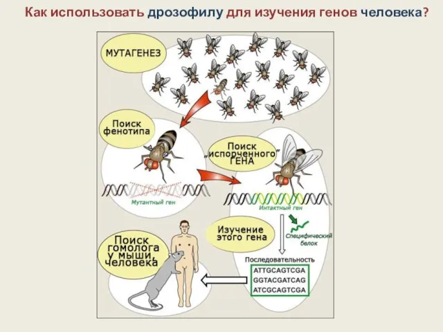 Как использовать дрозофилу для изучения генов человека?