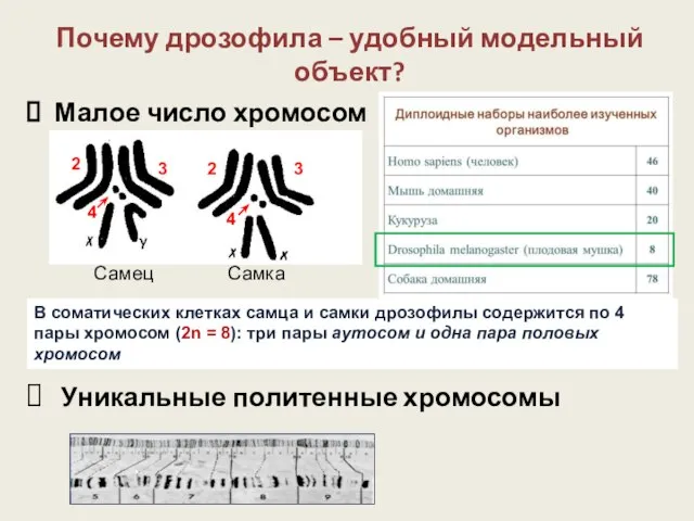 Малое число хромосом Самец Самка Уникальные политенные хромосомы Почему дрозофила –