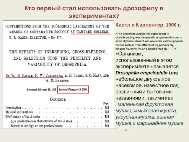 Кто первый стал использовать дрозофилу в экспериментах? Кастл и Карпентер, 1906