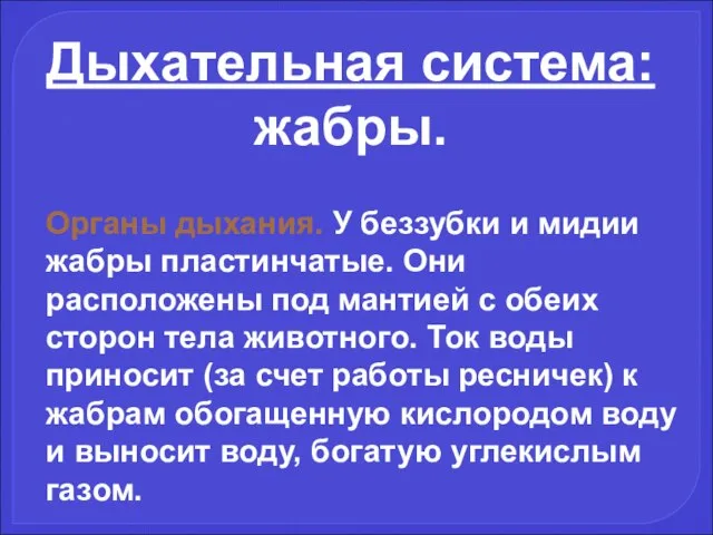 Дыхательная система: жабры. Органы дыхания. У беззубки и мидии жабры пластинчатые.