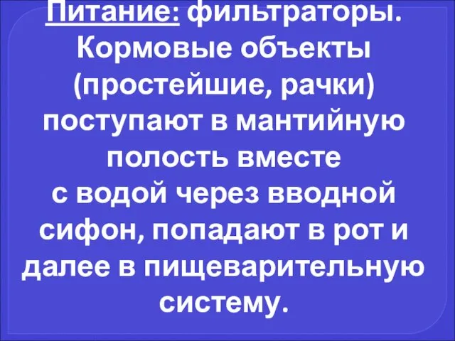 Питание: фильтраторы. Кормовые объекты (простейшие, рачки) поступают в мантийную полость вместе