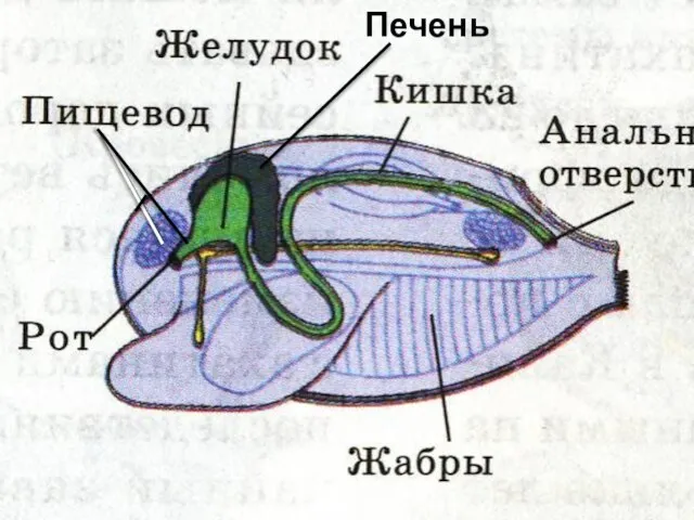 Печень