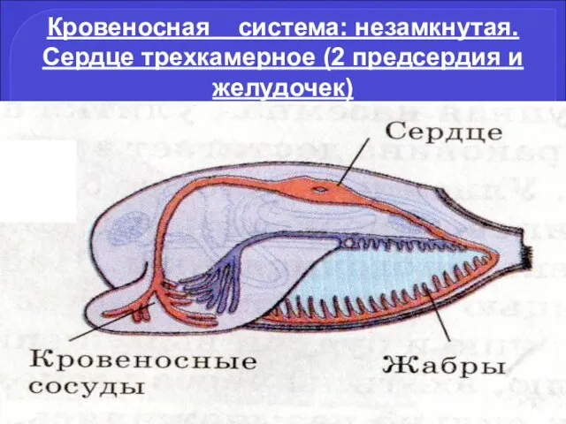 Кровеносная система: незамкнутая. Сердце трехкамерное (2 предсердия и желудочек)