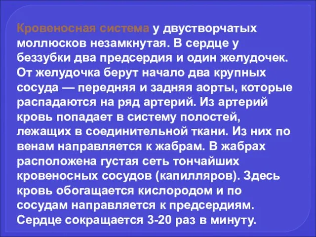 Кровеносная система у двустворчатых моллюсков незамкнутая. В сердце у беззубки два