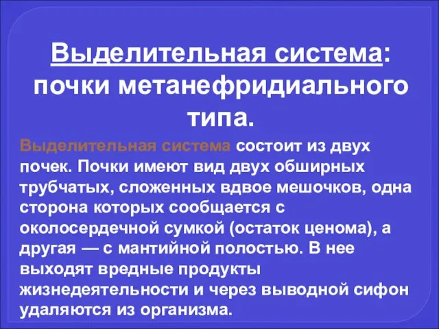 Выделительная система: почки метанефридиального типа. Выделительная система состоит из двух почек.